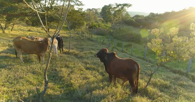 Aerial view of herd nelore cattle on green pasture in Brazil in a small farm ai rural area. Contryside Rural lifestyle concept
