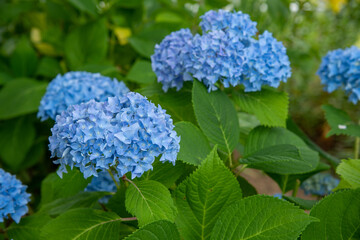 アジサイ