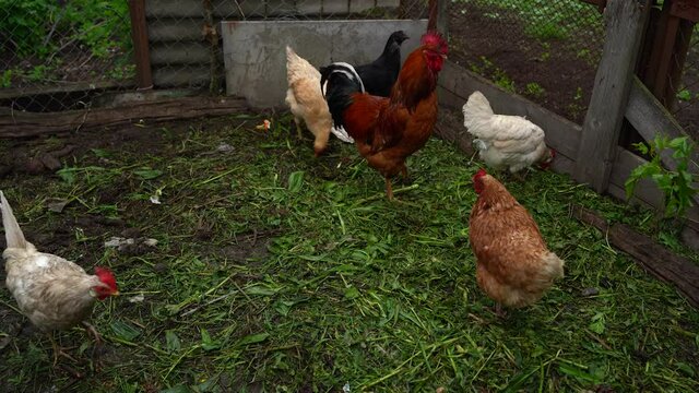 Chicken walks in the pen. Chickens search for grain while walking in a pen on a farm.