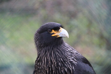 Falkland Karakara / Caracara (Phalcoboenus australis) Kopf / Head