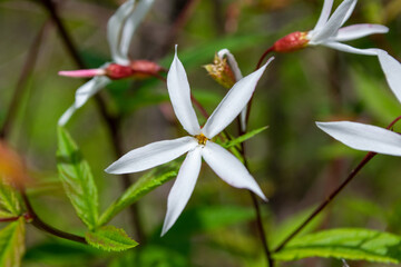 Obraz premium Gillenia trifoliata (Bowman's root)