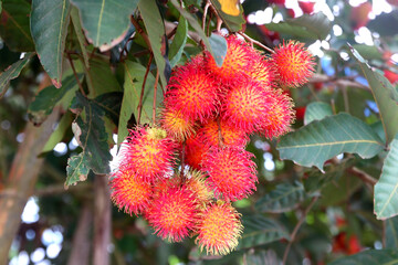 rambutan fruit on tree