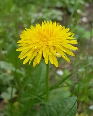 yellow dandelion flower
