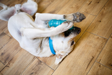 A large dog of breed Labrador of light coat of color lies on the floor and plays with a toy of blue color, pets