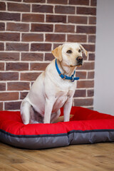 A large dog of light color wool Labrador breed is sitting on a red litter against a brick wall