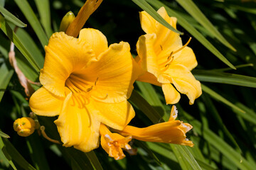 Daylily yellow flower A daylily is a flowering plant in the genus Hemerocallis. The plants grow quickly and are long lived 