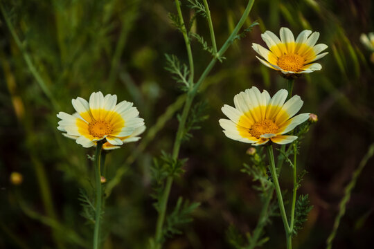 Glebionis Coronaria Chrysanthemums, a white and yellow daisy. Common names: garland chrysanthemum