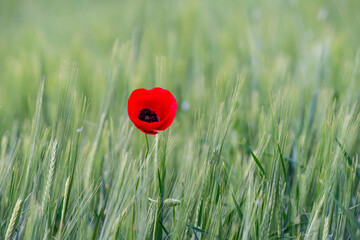 Sunlit Red Wild Poppy,Are Shot With Shallow Depth Of Sharpness, On A Background Of A Wheat Field. Landscape With Poppy. Rural Plot With Poppy And Wheat. Lonely Red Poppy Close-Up Among Wheat.