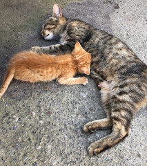 Mother cat feeds a red-haired kitten