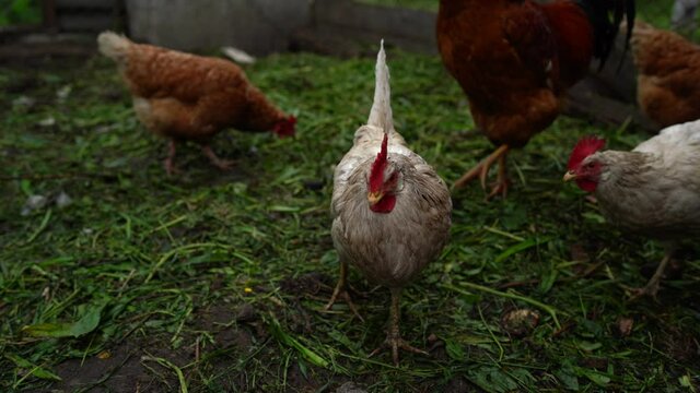 Chicken walks in the pen. Chickens search for grain while walking in a pen on a farm.