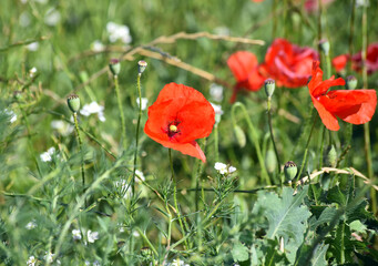 Fototapeta premium amapolas rojas