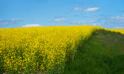 Fototapeta premium Beautiful landscape with rapeseed oil plant field on bright blue sky