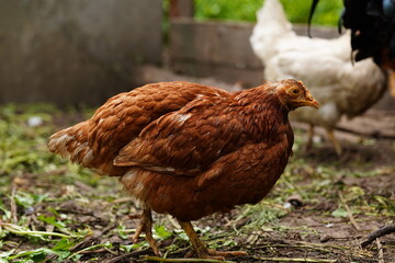 Chicken walks in the pen. Chickens search for grain while walking in a pen on a farm.