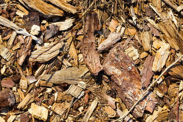 hardwoods cut down