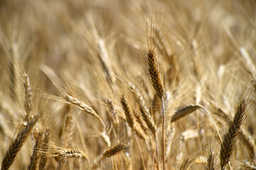espigas de trigo