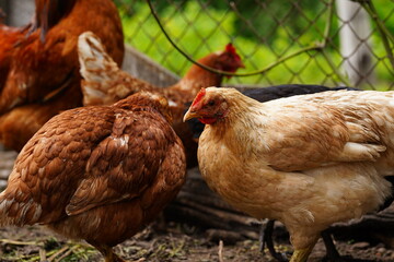 Chicken walks in the pen. Chickens search for grain while walking in a pen on a farm.
