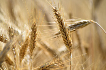 espigas doradas