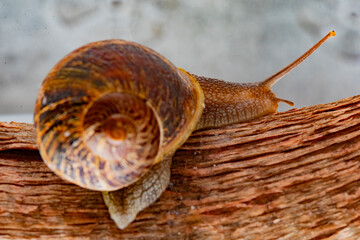Nice adult snail climbing on a tree branch at sunrise on a diffuse and colorful background