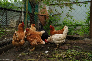 Chicken walks in the pen. Chickens search for grain while walking in a pen on a farm.