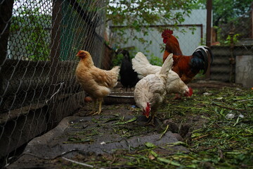 Chicken walks in the pen. Chickens search for grain while walking in a pen on a farm.