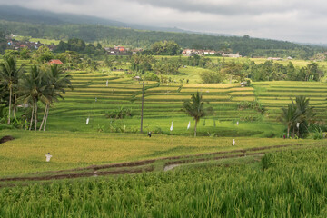 Fototapeta na wymiar Jatiluwih Rice Terraces Bali is one of the most famous rice fields in Bali island. UNESCO listed the Jatiluwih rice terraces in an effort to preserve this important aspect of Bali’ heritage