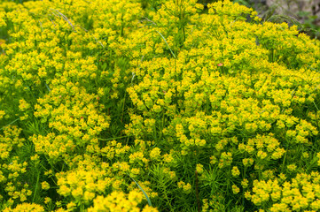 Fototapeta premium Euphorbia cyparissias the cypress spurge flowers