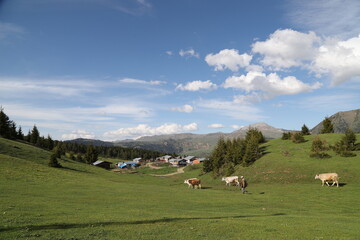 Naklejka premium cow grazing in green meadow.artvin/turkey
