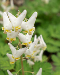 white flowers