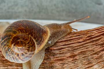 Nice adult snail climbing on a tree branch at sunrise on a diffuse and colorful background