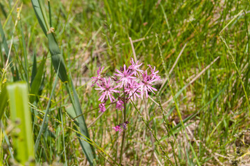 Lychnis flos-cuculi, commonly called ragged-robin