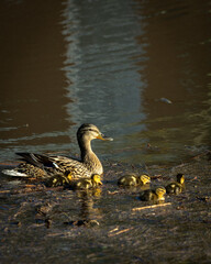 duck and ducklings