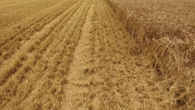 Wheat Harvest Hyde Farm Maidenhead United Kingdom