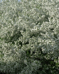 Spring Flowers on tree