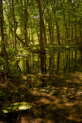 Fototapeta na wymiar flooded forest