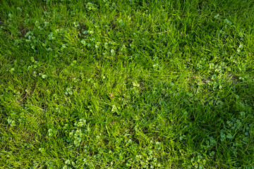 A well-kept, green lawn seen from above