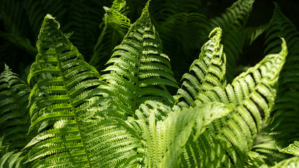 Naklejka na ściany i meble Young green fern leaves on a sunny spring day
