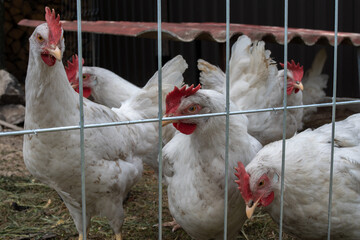 White chickens in the henhouse