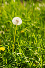 Summer landscape - blowball dandelion on a green meadow. Vertical photo.