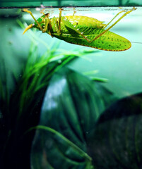 Macro photo of grasshopper against glass