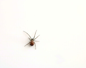 solated False Widow spider. Scientific name Steatoda nobilis. There six species of false widow spider and the Noble False Widow is one of the largest.