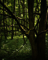 Fototapeta premium trees in the forest