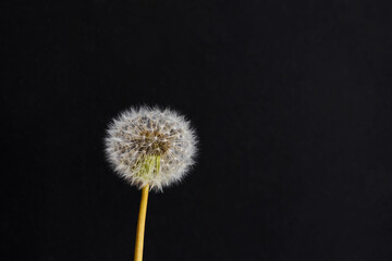 Blowball dandelion on a black slate background.