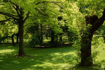 Green, empty park on a sunny spring day