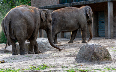 Fototapeta premium elephants in a zoo
