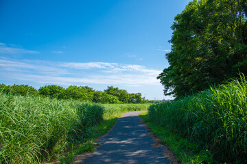 田舎道