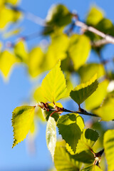 Obraz premium beautiful birch tree