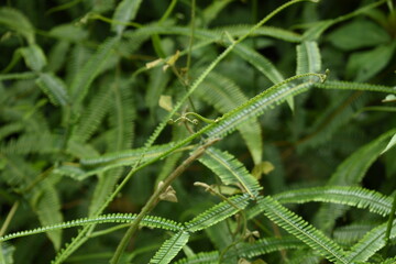 A beautiful green fern in the forest