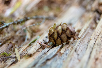 Small Fallen Pine Cone on a Log