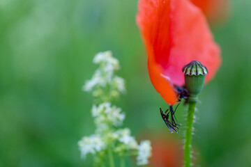 Klatschmohn (Papaver rhoeas), auch Klatschrose, Wilder Mohn, Feuermohn oder Mohnblume nach dem Regen