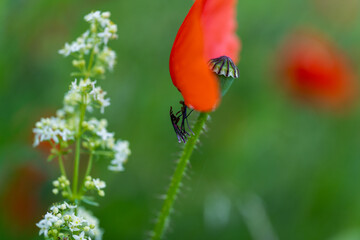 Klatschmohn (Papaver rhoeas), auch Klatschrose, Wilder Mohn, Feuermohn oder Mohnblume nach dem Regen